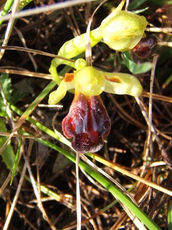 O. fusca.jpg